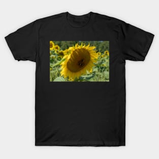 Bumble Bees At Work T-Shirt